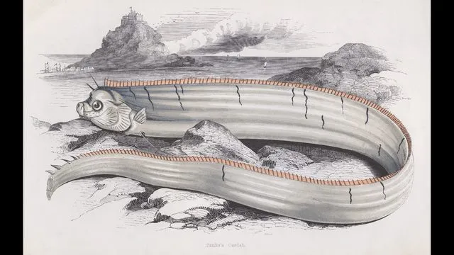 Bức họa cá mái chèo được vẽ từ năm 1850. Ảnh: CNN