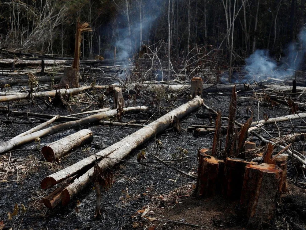 Cây rừng bị chặt, bị bỏ khô và cháy ở rừng Amazon. Ảnh: REUTERS