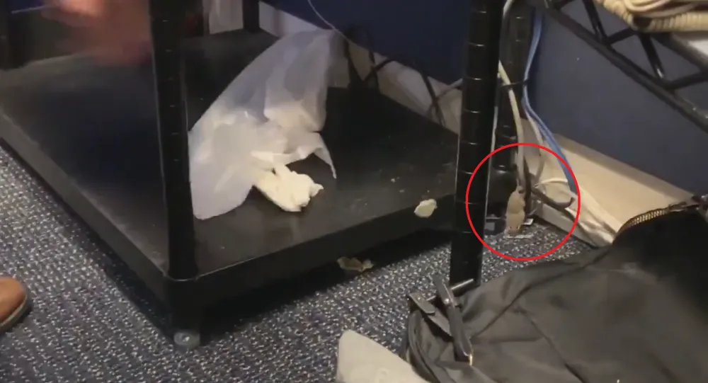 Vị khách không mời đã rơi thẳng từ trên mái xuống phòng họp báo của Nhà Trắng ngày 1-10. Ảnh: AP