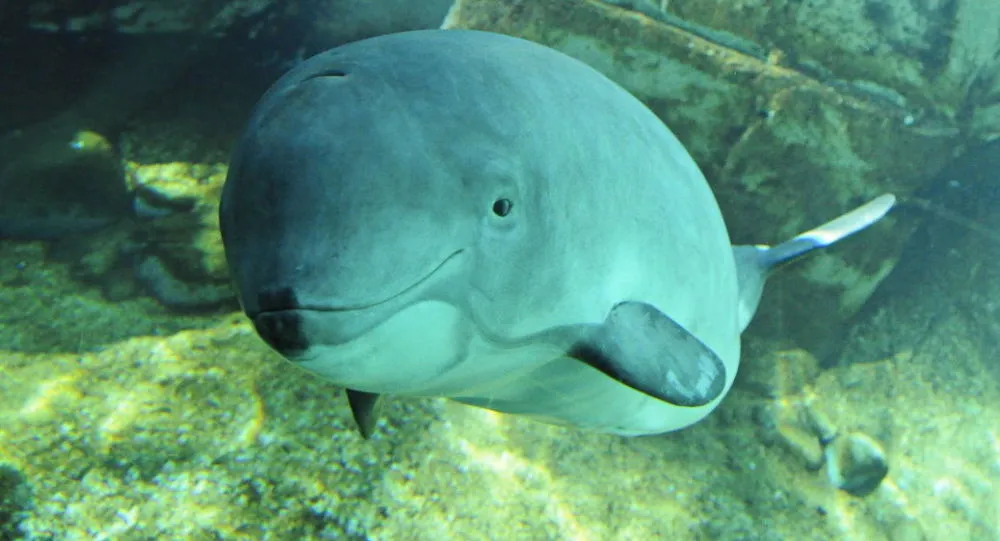 Ít nhất 18 chú cá heo quý hiếm có nguy cơ tuyệt chủng ở biển Baltic sau một đợt tập trận chung của NATO. Ảnh: SPUTNIK