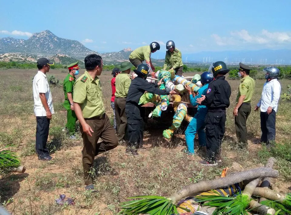 Lực lượng chức năng thu giữ số cây huyết giác. Ảnh: BQL.