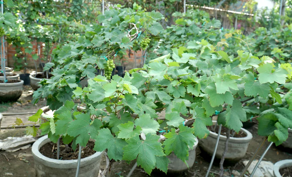 Chậu nho thế pin năng lượng mặt trời. Ảnh: HH Chậu nho thế pin năng lượng mặt trời. Ảnh: HH