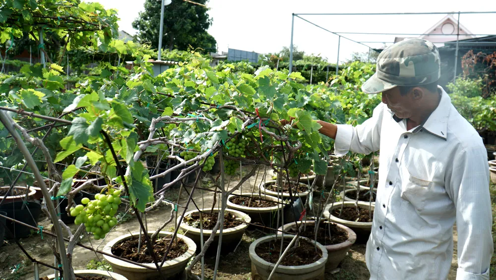 Chậu nho thế hai mái pin năng lượng mặt trời. Ảnh: HH Chậu nho thế hai mái pin năng lượng mặt trời. Ảnh: HH