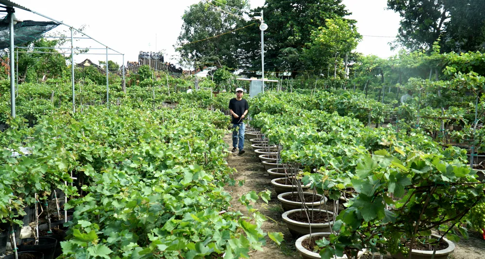 Vườn nho cảnh Hợp tác xã A8. Ảnh: HH Vườn nho cảnh Hợp tác xã A8. Ảnh: HH