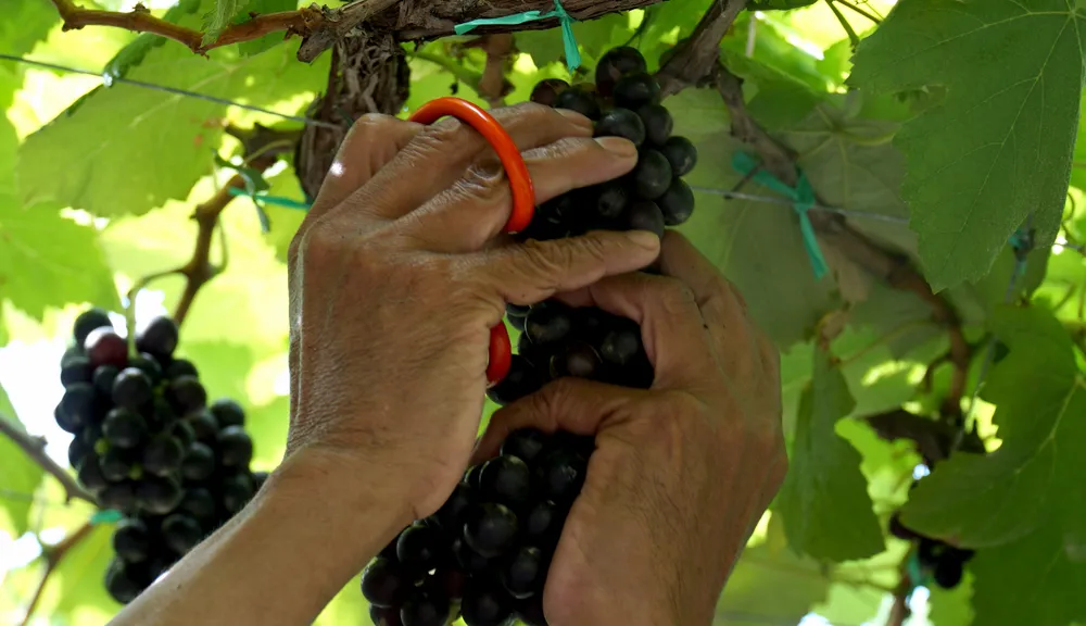 Khách hàng đến xem nho cảnh được thưởng thức giống nho kẹo cắt ngay tại chỗ. Ảnh: HH Khách hàng đến xem nho cảnh được thưởng thức giống nho kẹo cắt ngay tại chỗ. Ảnh: HH