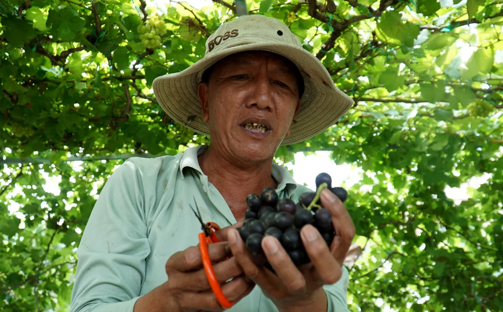 Giống nho kẹo cắt ngay tại chỗ cho khách thưởng thức. Ảnh: HH Giống nho kẹo cắt ngay tại chỗ cho khách thưởng thức. Ảnh: HH