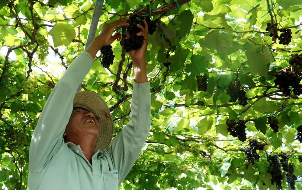 Khách hàng đến xem nho cảnh được thưởng thức giống nho kẹo cắt ngay tại chỗ. Ảnh: HH Khách hàng đến xem nho cảnh được thưởng thức giống nho kẹo cắt ngay tại chỗ. Ảnh: HH