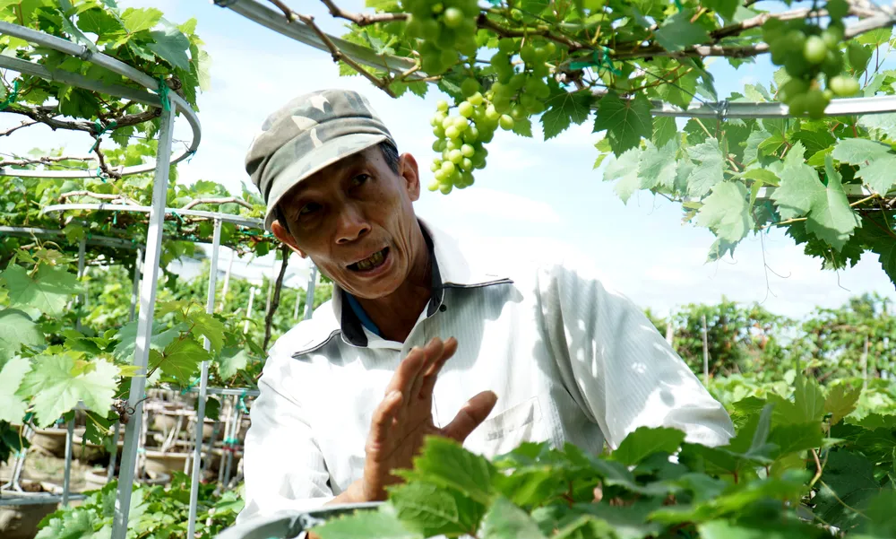 Lê Ngọc Hoài cho biết vụ Tết năm nay vườn chuẩn bị gần 2.000 chậu nho cảnh. Ảnh: HH Lê Ngọc Hoài cho biết vụ Tết năm nay vườn chuẩn bị gần 2.000 chậu nho cảnh. Ảnh: HH