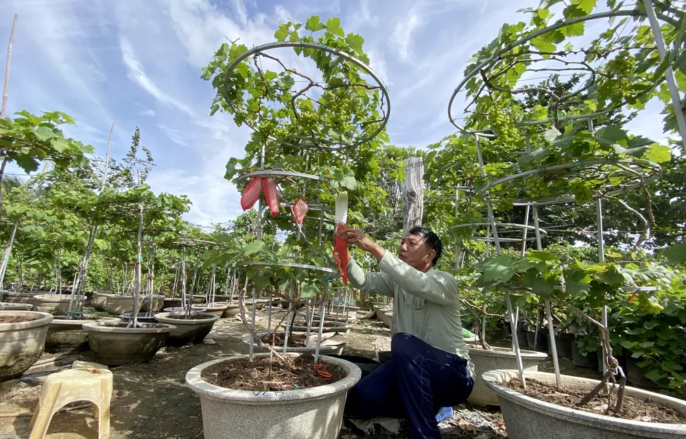 Chậu nho cảnh ba tầng trĩu quả được bán với giá 3,5 triệu đồng. Ảnh: HH Chậu nho cảnh ba tầng trĩu quả được bán với giá 3,5 triệu đồng. Ảnh: HH