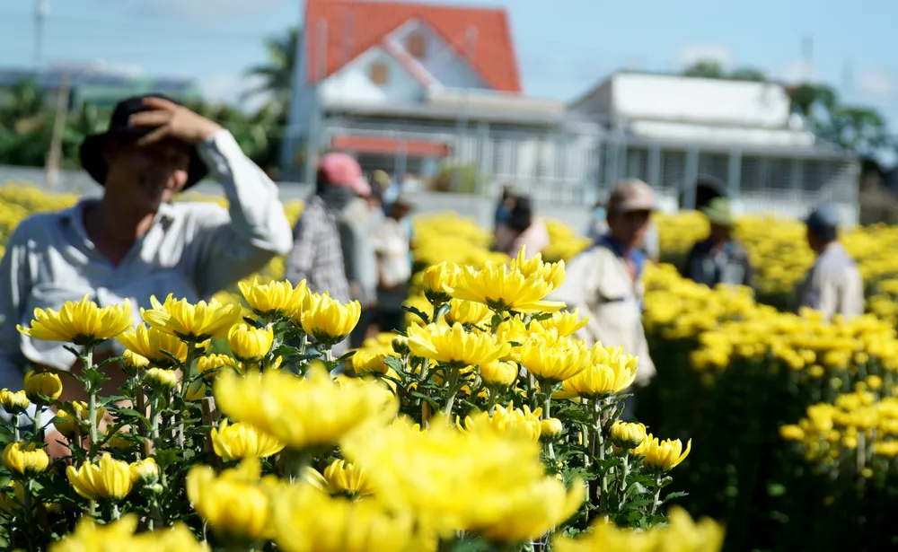 Hoa cúc Ninh Giang có màu tươi sáng, bông to, lá xanh và dày từ lâu đã được thị trường ưu chuộng. Năm 2016, làng nghề trồng hoa cúc Ninh Giang được UBND tỉnh Khánh Hòa công nhận là làng nghề truyền thống.