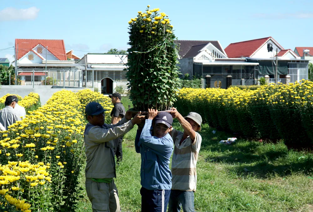 Ông Tự cho biết thêm giá hoa cúc năm nay tăng 10-20% so với năm ngoái, dao động từ 200.000 đồng đến 3,5 triệu đồng/chậu tùy kích cỡ. &quot;Giá giống cây con, cây cắm, ngày công, phân thuốc đều tăng nên giá hoa tăng nhưng người trồng vẫn lãi ít&quot; - ông Tự cho hay.