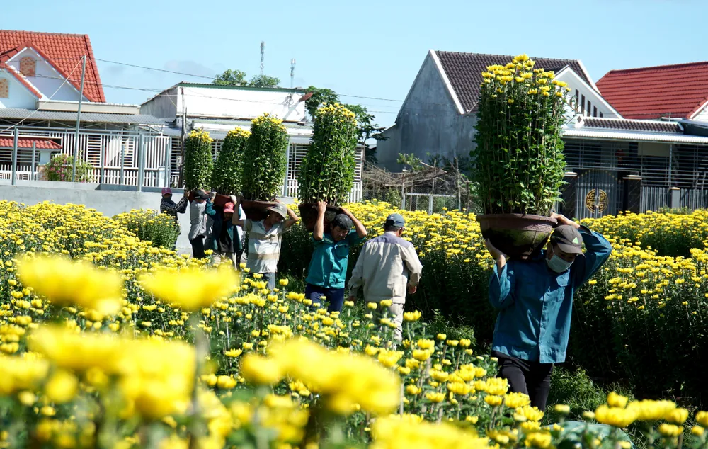 Bà Thủy, tiểu thương, cho biết đã đặt mua 500 chậu hoa cúc ở làng hoa Ninh Giang để chuyển vào TP.HCM tiêu thụ. Tiểu thương này cho hay chi phí vận chuyển, công bốc vác tăng cao nên giá bán ra cũng sẽ tăng.