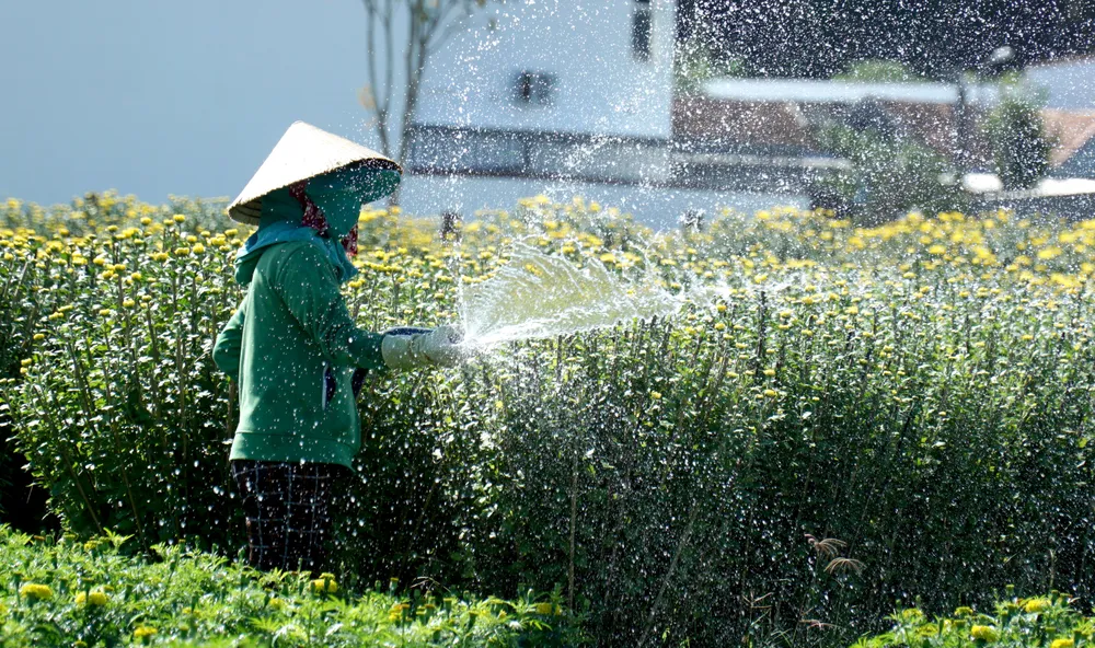Chị Lương Thị Mỹ Vệ cho biết năm nay gia đình chị trồng 300 chậu tô 10 (đường kính 50 cm) và 100 chậu tô 15 (đường kính 60cm). Chậu tô 10 chị bán ra với giá 230.000 đồng/chậu, còn chậu tô 15 có giá 430.000 đồng/chậu. &quot;Thương lái đã mua hết nhưng đến 24 âm lịch mới chở đi vì mưa nhiều nên hoa nở chậm, tôi phải xử lý cho hoa nở rồi họ mới chở&quot;- chị Vệ cho hay. Nông dân này cho biết năm nay mưa nhiều nên cây hoa cúc dễ bị vàng lá. Đồng thời, việc chăm sóc, phân thuốc theo định kỳ không thực hiện được đều đặn dẫn đến cây bị “cháy” lá chân. Do đó, chi phí chăm sóc hoa tăng cao.