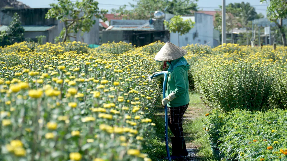 Ông Huỳnh Chiếm Đạt, Phó Chủ tịch UBND phường Ninh Giang, cho biết vụ hoa cúc Tết năm nay địa phương có 120 hộ trồng hoa cúc với số lượng khoảng 45.000 chậu. Hoa cúc ở đây chủ yếu giống pha lê và đại đóa.