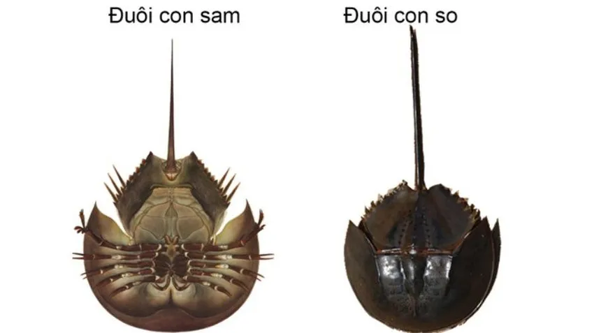 Đuôi sam có gờ mặt lưng rất rõ, hình tam giác. Ảnh: Internet