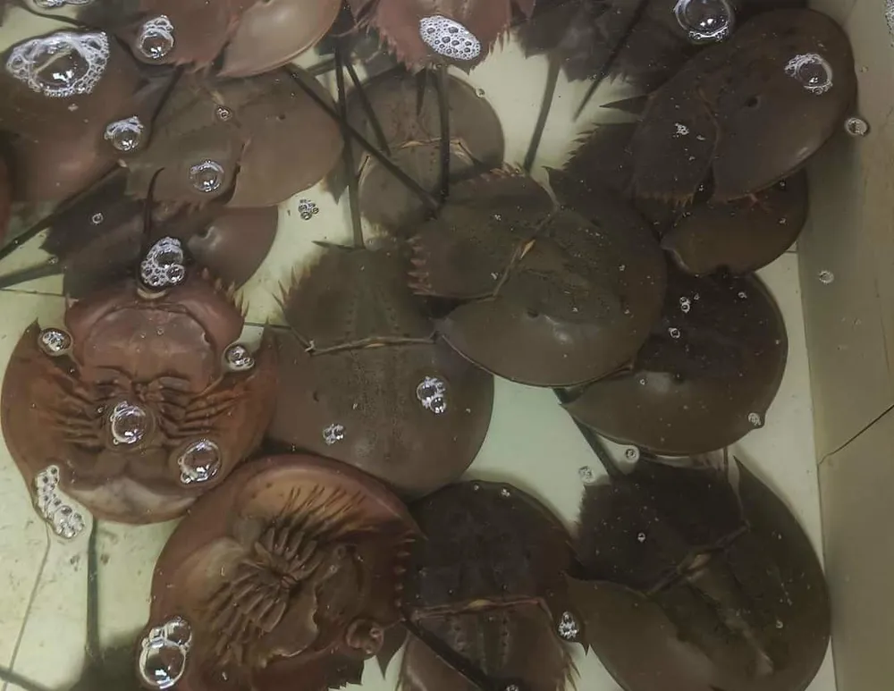 Ba người ở thị xã Ninh Hòa ngộ độc nghi ăn nhầm so biển. Ảnh sam biển.