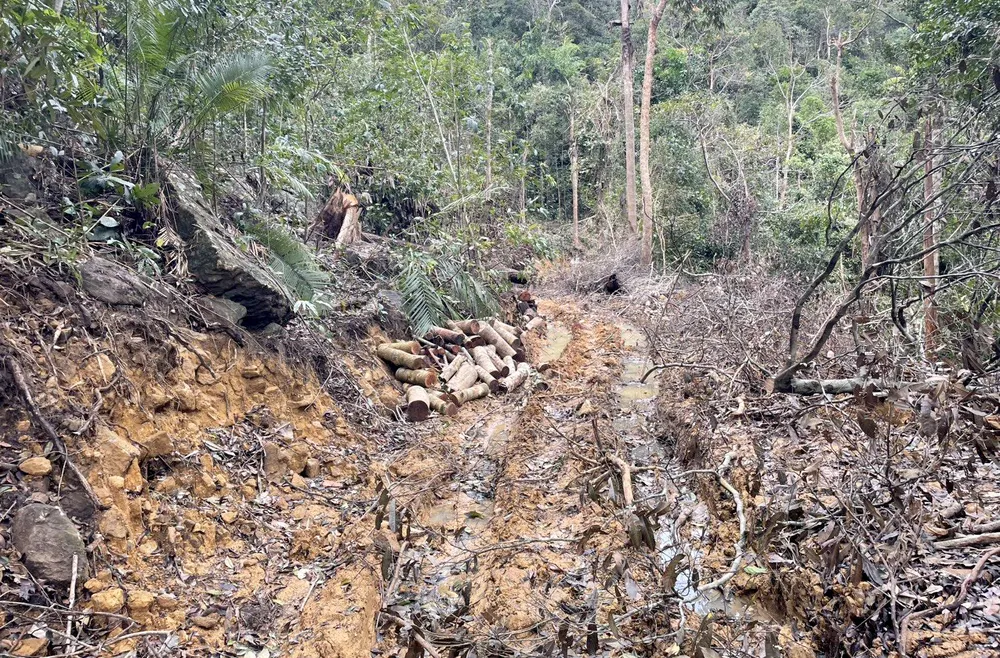Lâm tặc mở đường để vận chuyển gỗ trái phép. Ảnh: KIỂM LÂM.