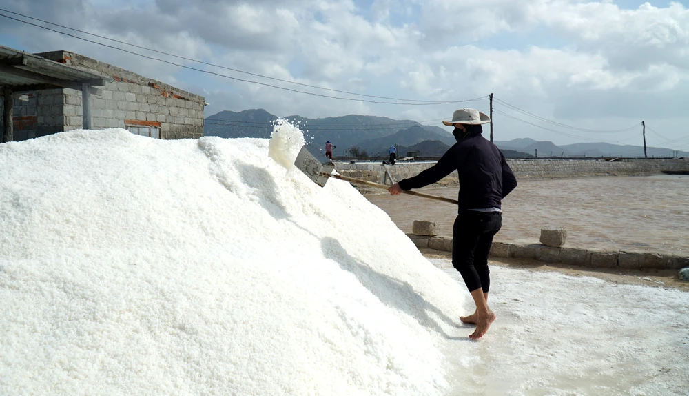 Tỉnh Ninh Thuận cũng đang định hướng thành lập các hợp tác xã, hiệp hội nghề muối để liên kết bao tiêu sản phẩm. Qua đó, giúp diêm dân ổn định sản xuất, tăng thu nhập.