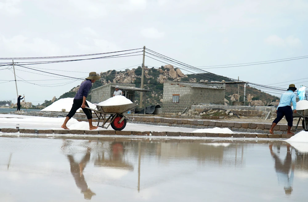 Theo Sở NN&amp;PTNT tỉnh Ninh Thuận, tỉnh này đang tập trung phát triển kinh doanh, chế biến muối với các sản phẩm muối tinh, muối tinh sấy khô, muối Iốt. Hiện trên địa bàn Ninh Thuận có sáu doanh nghiệp chế biến và bốn doanh nghiệp kinh doanh với công suất khoảng 200.000 tấn/năm.