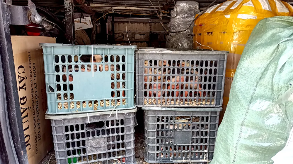 Hầm xe khách giường nằm chất đầy hàng hóa, gà, chó. Ảnh: HH Hầm xe khách giường nằm chất đầy hàng hóa, gà, chó. Ảnh: HH