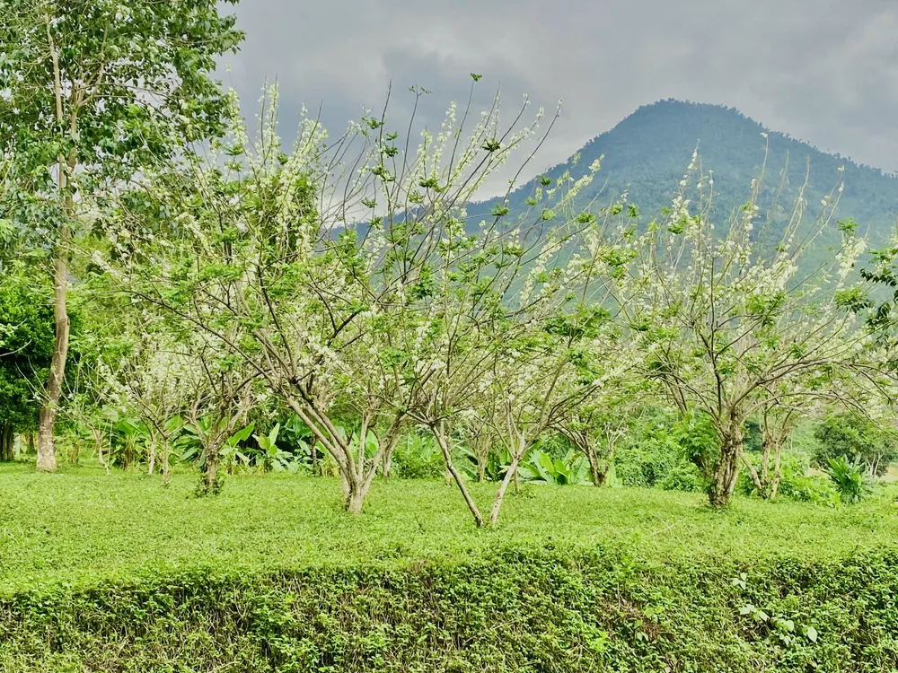 Hoa đậu anh đào được trồng nhiều ở huyện Khánh Vĩnh.