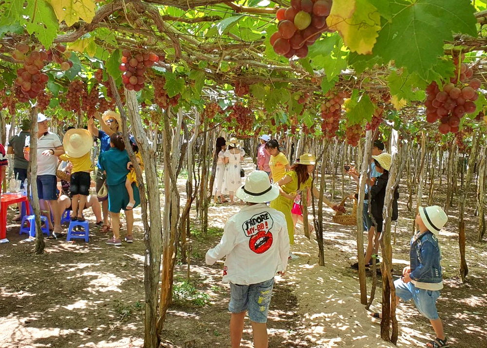 Ninh Thuận sẽ tổ chức lễ hội Nho và Vang vào tháng 6-2023. Ảnh: HH