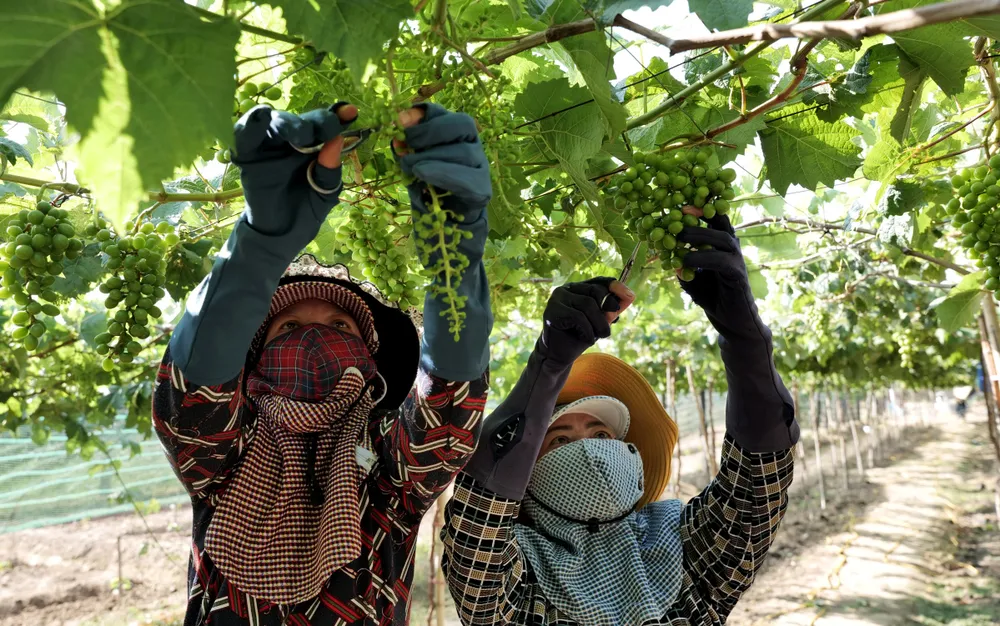 Lễ hội sẽ kết nối người trồng nho với các nhà sản xuất. Ảnh: THANH XUÂN Lễ hội sẽ kết nối người trồng nho với các nhà sản xuất. Ảnh: THANH XUÂN