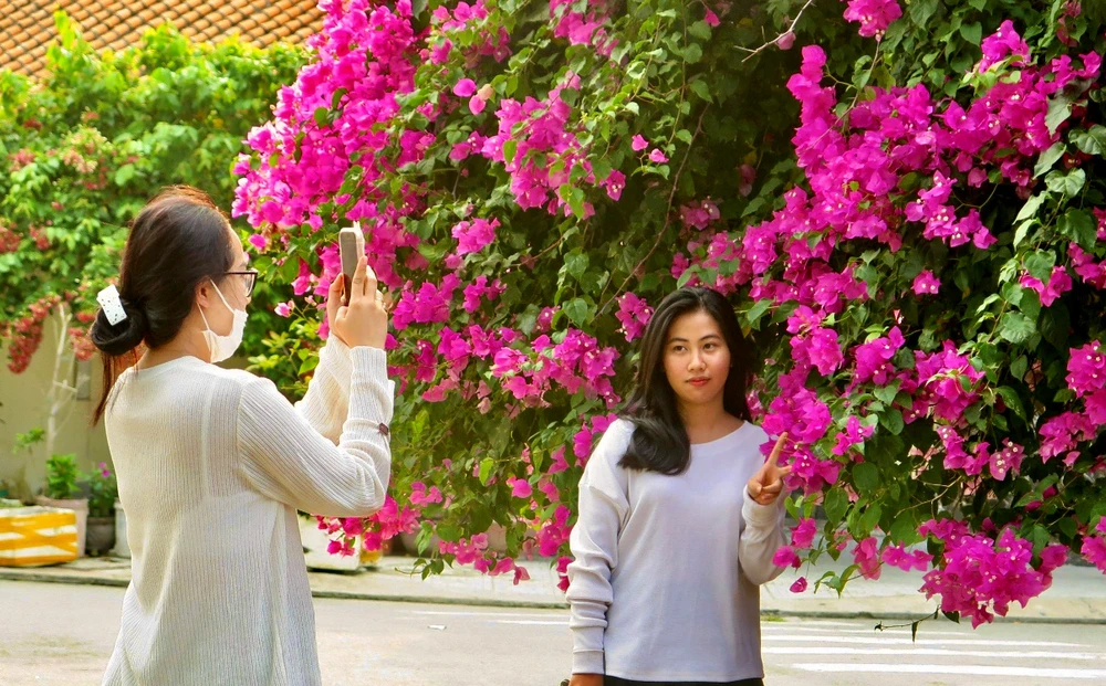 Nhiều tuyến đường, phố có hoa giấy trở thành điểm check-in của giới trẻ ở TP Nha Trang. Ảnh: CHU VÂN