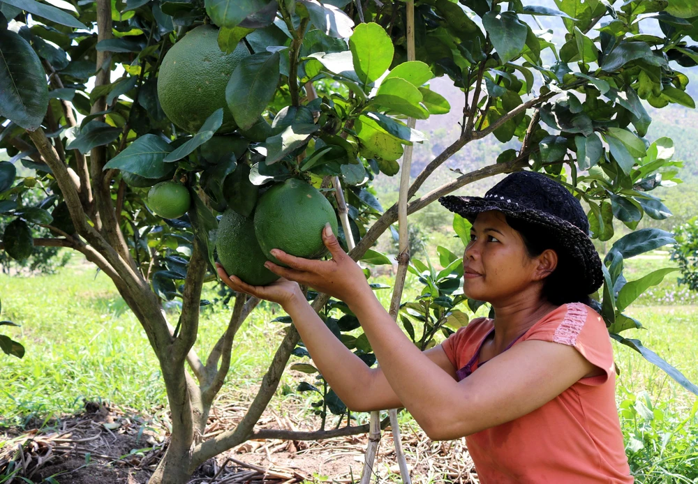 Bưởi da xanh Phước Bình đủ điều kiện xuất khẩu sang Mỹ ảnh 1