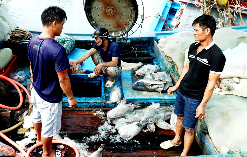 Vừa trở về sau chuyến đi biển gần một tuần, tàu cá của ngư dân Tư Mỹ cập cảng Đông Hải, phường Đông Hải, TP Phan Rang-Tháp Chàm, để bán cá cho thương lái.