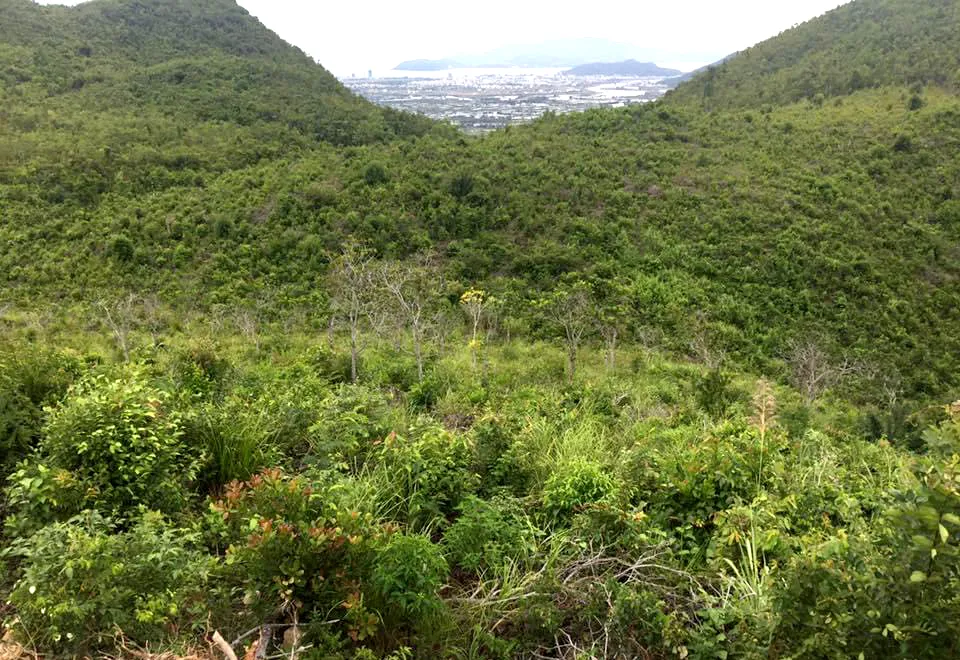 UBND tỉnh Khánh Hòa yêu cầu Sở TN&amp;MT khẩn trương giải quyết hồ sơ giao đất cho doanh nghiệp trồng rừng. Ảnh: TN