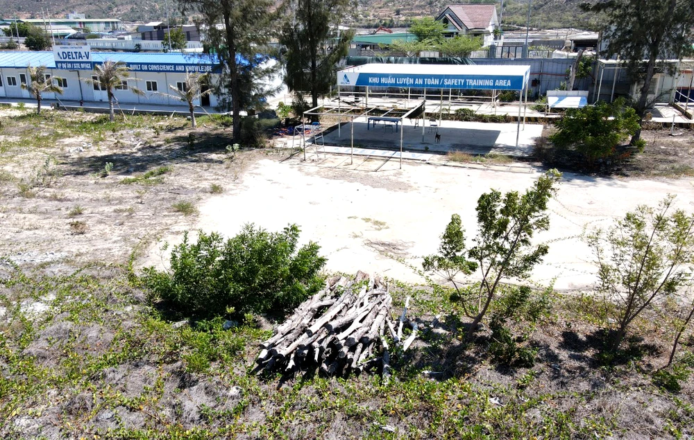 Những cây phi lao còn sót lại được chất đóng trong dự án. Ảnh: H.H