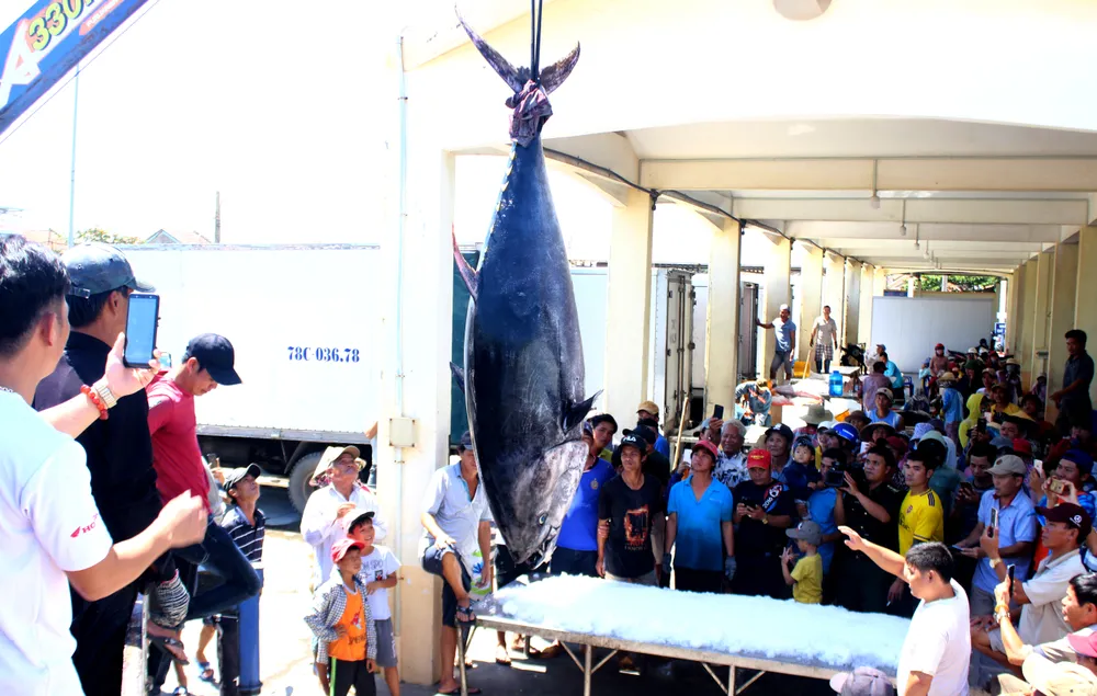 Tỉnh Phú Yên đã đăng ký nhãn hiệu tập thể “Cá ngừ Phú Yên”. Bên cạnh đó, tỉnh đang triển khai bản ghi nhớ với tập đoàn của Nhật Bản về phát triển thủy sản. Đặc biệt là tổ chức và phát triển sản phẩm cá ngừ đại dương, xây dựng cảng cá ngừ chuyên dụng, chợ đấu giá cá ngừ tại Đông Tác, hợp tác về công nghệ khai thác, bảo quản với Nhật Bản. Đây sẽ là cơ hội tốt để Phú Yên phát triển các chuỗi liên kết trong khai thác, chế biến cá ngừ, từ đó nâng cao giá trị sản phẩm, ngư dân được hưởng lợi nhiều hơn.