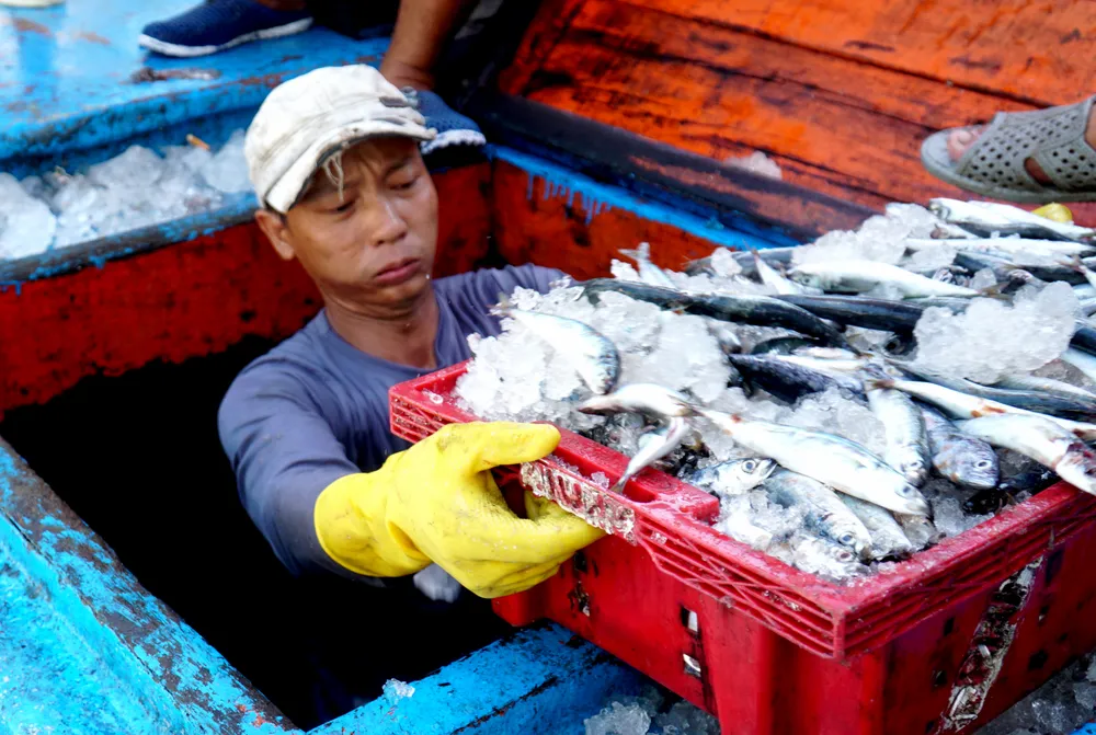 Ngư dân này cho hay đang mùa cá nục nên tàu theo đàn cá vào đánh khu vực biển Phú Yên. Vào mùa, tàu anh cũng đi câu cá ngừ đại dương. Gia đình anh có đội tàu phân công tàu đánh bắt, hậu cầu để thuận tiện cho việc đánh bắt và bán hải sản.