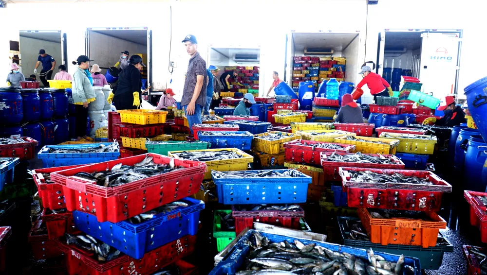 Theo Sở NN&amp;PTNT tỉnh, năm 2022, sản lượng thủy sản khai thác ước đạt 63.840 tấn. Trong đó, sản lượng cá khai thác biển ước đạt 57.300 tấn.