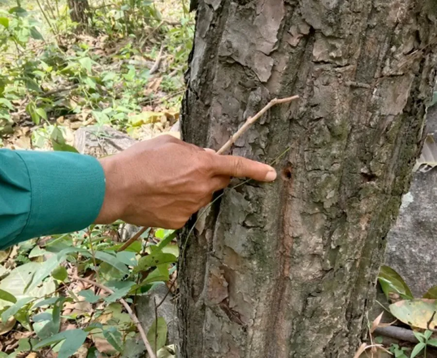 Cây rừng tự nhiên bị khoan thân, đổ thuốc trừ cỏ. Ảnh: N.N cay-rung-bi-ha-doc-1.jpg