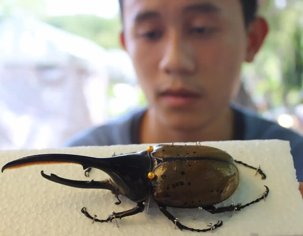 Tiêu bản bọ cánh cứng Hercules