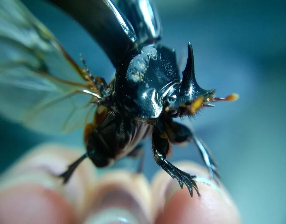 Bọ hung ủi phân