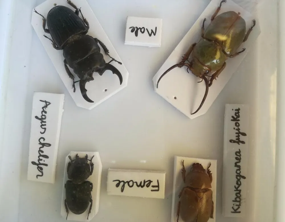 cánh cam sừng (Kibakoganea fujiokai) được tìm thấy ở Lâm Đồng. 