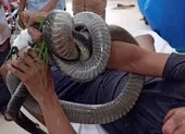1 người mang rắn hổ 4,5 kg quấn trên tay đến bệnh viện cầu cứu