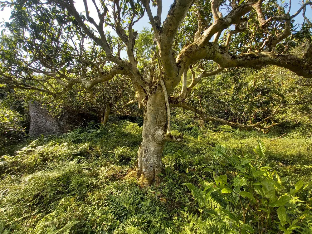 Những rừng chè Shan tuyết (chè tuyết) cổ thụ hàng trăm năm tuổi. Ảnh: NÚI XANH