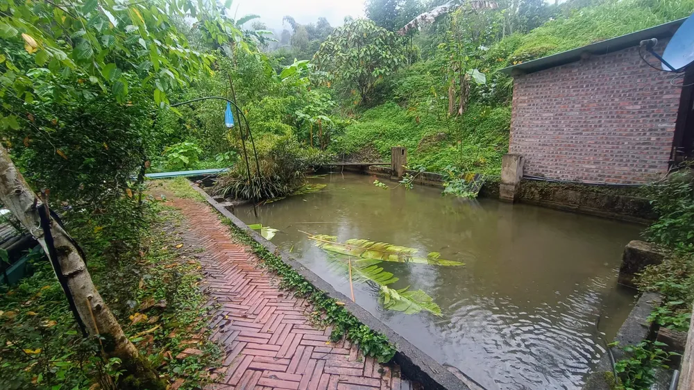 Gia đình nào ở đây cũng có một giàn bằng cây vầu để phơi lúa và một hồ nước được xây sát cạnh nhà. Ảnh: NÚI XANH