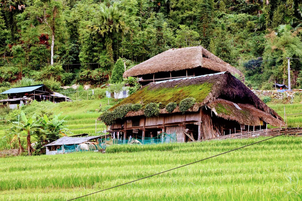 Dù rêu và những loại cây sống bám sinh trưởng trên mái thì chủ nhà cũng không bao giờ cạo hoặc nhổ đi. Ảnh: NÚI XANH