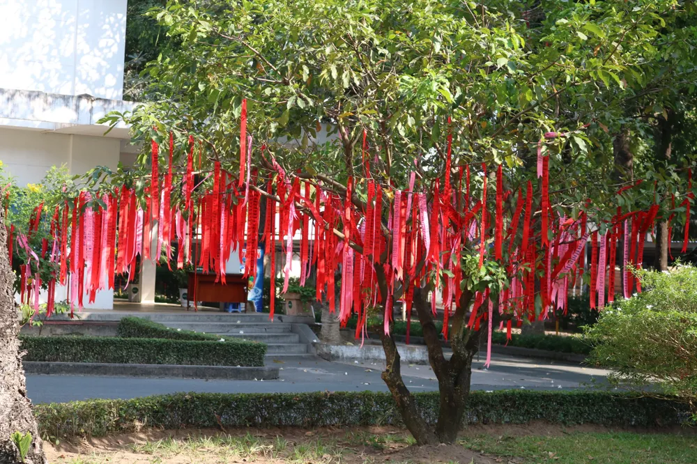 Cây điều ước rực rỡ sắc đỏ, hồng dưới sân trường Đại học KHXH&NV - ĐHQG TP.HCM.jpg