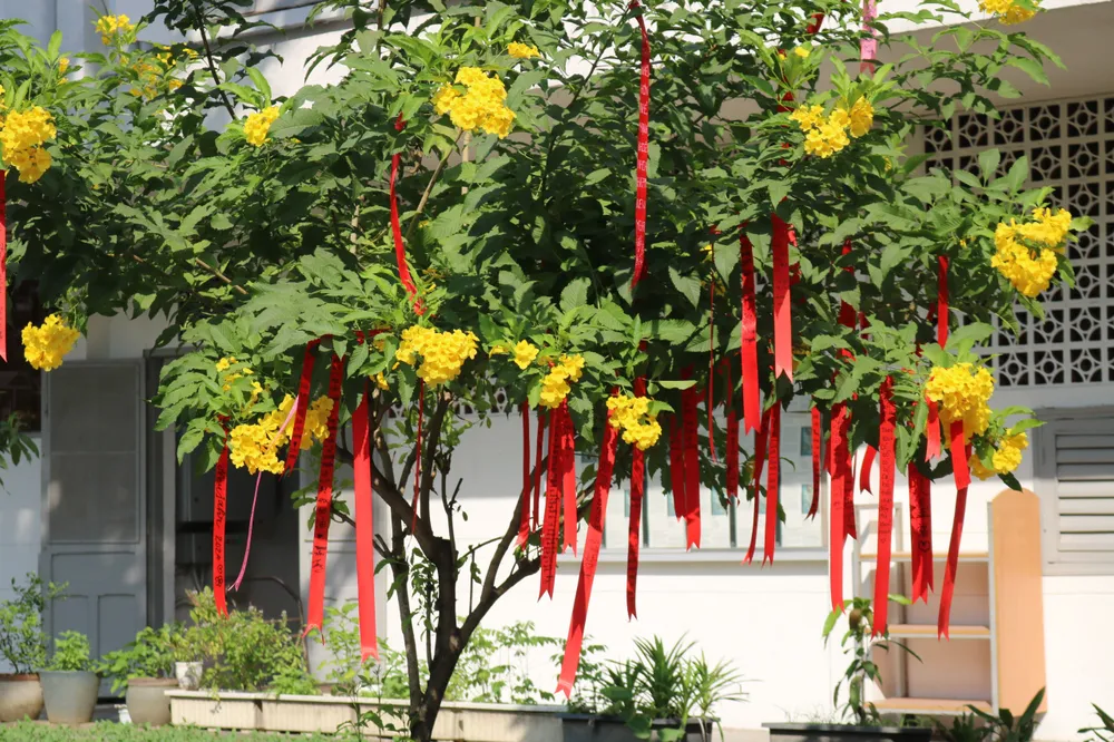 Không chỉ là nơi viết ước muốn, cây điều ước còn là vật trang trí tạo không khí Tết trong sân trường.jpg