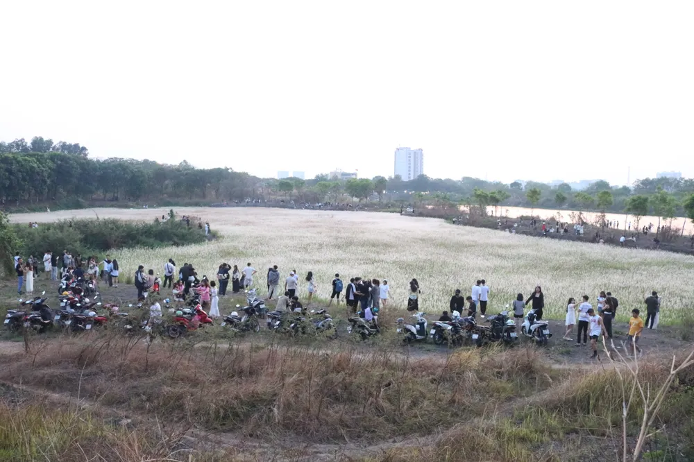 cánh đồng cỏ tranh