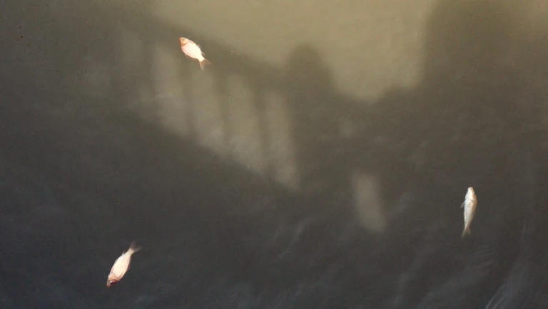 Cá chép vừa thả xuống kênh đã có người canh để bắt lại ảnh 12