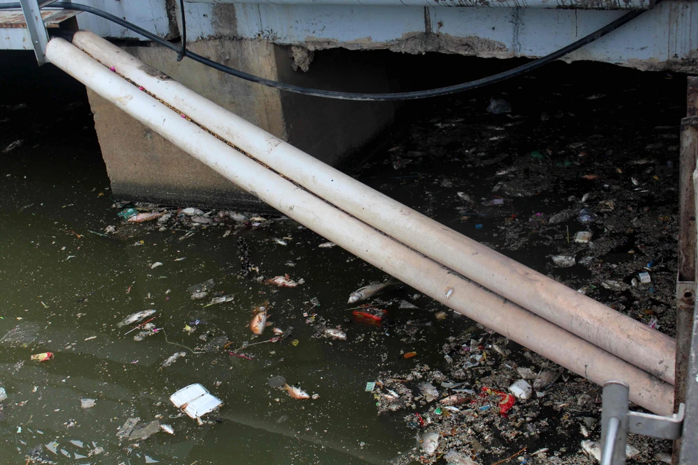 Sáng còn ngoi ngóp, chiều cá đã chết trắng xóa kênh Nhiêu Lộc ảnh 3 Sáng còn ngoi ngóp, chiều cá đã chết trắng xóa kênh Nhiêu Lộc ảnh 3