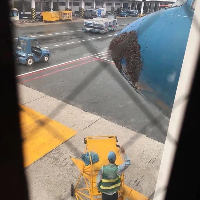Hàng ngàn con ong bu kín đầu máy bay Vietnam Airlines sau cơn mưa ảnh 1 Hàng ngàn con ong bu kín đầu máy bay Vietnam Airlines sau cơn mưa ảnh 1