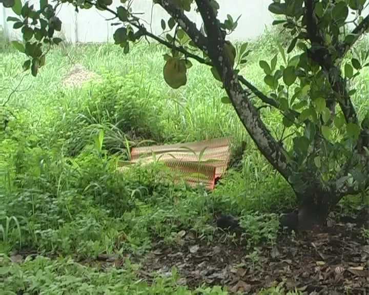 Vườn mít nơi phát hiện ra xác của nạn nhân